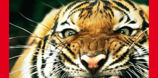 Tigra TCelectronique