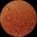 24 – mof chocolatier (2)