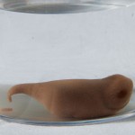 24 – mof chocolatier (6)