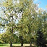 25 – moulin des combrailles (1)