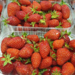 Les Fraises de Plougastael-Daoulas