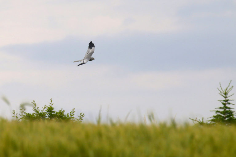 Busard cendré mâle - Moulin de Thuile