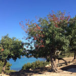 Le Caroubier, arbre aux mille vertus © Diane Cassis