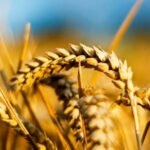 Champs de Blés Anciens, Trésors de Sicile