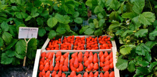 Fraise Côteaux Nantais