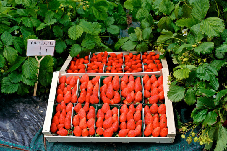 Fraise Côteaux Nantais