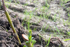 Plant d'osier pour la Vannerie Candas