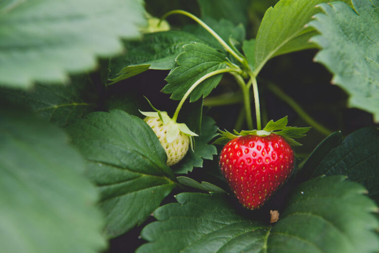 SICOLY® lance 3 nouvelles purées de fruits rouges Origine France, en édition limitée ce printemps !