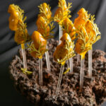 60 cmp desserts MOROCCO_frozen_lollipos_credit_Rahal_Events