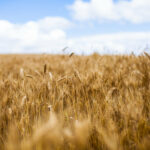 Agriculture – Champs de blé