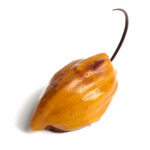 Creation-Yoann-Laval