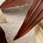 GABARIT article dossier petit valrhona