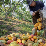 Joven recolectando cacao