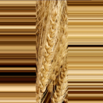 Capture d’écran 2023-10-04 092914