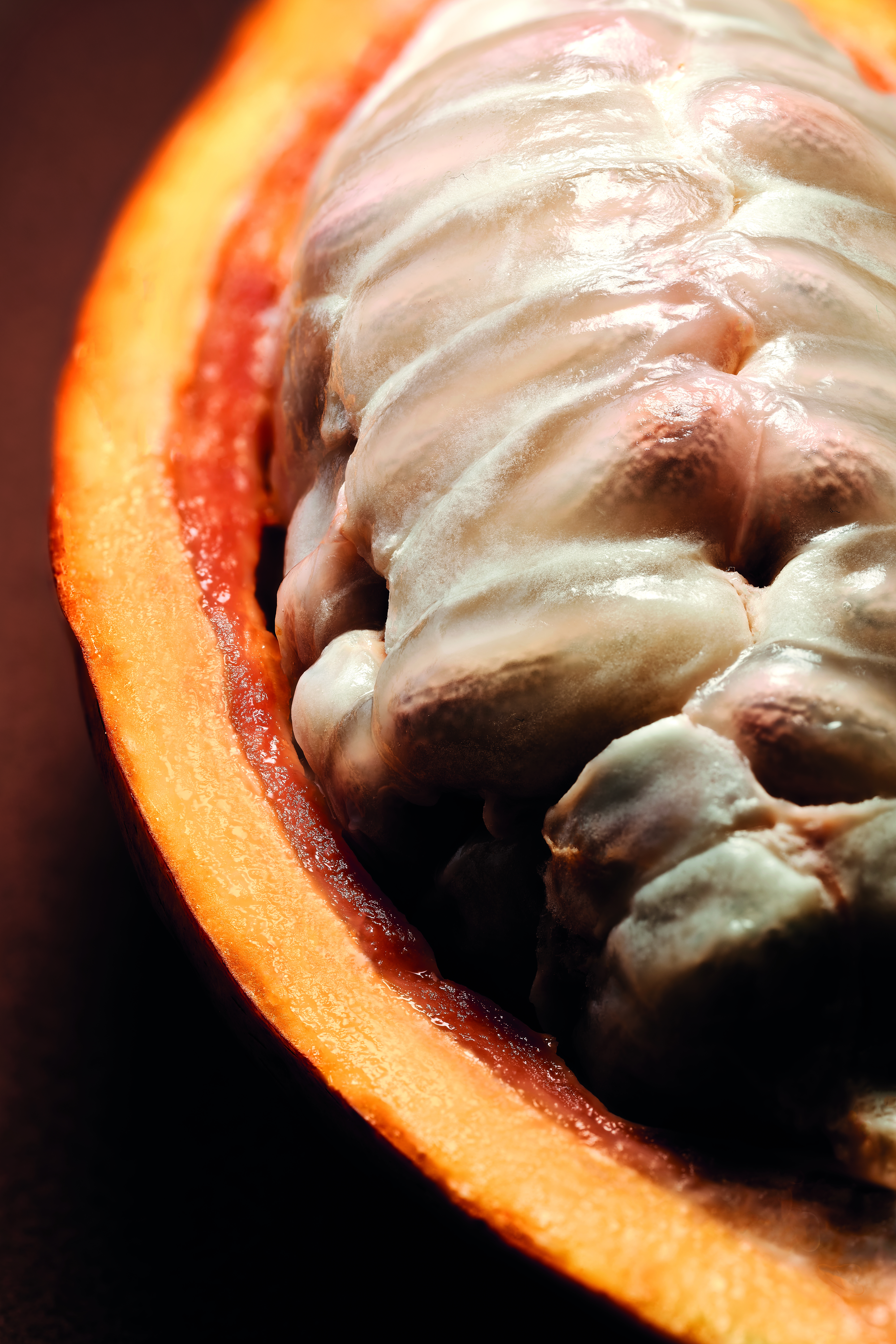 VALRHONA CUVEES_VISUEL-CABOSSE-COUPEE