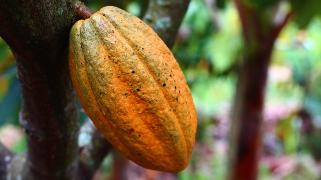 L’Académie Française du Chocolat et de la Confiserie organise ses premières « Rencontres »